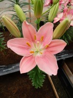 [5009 Foxtrot No01.JPG]